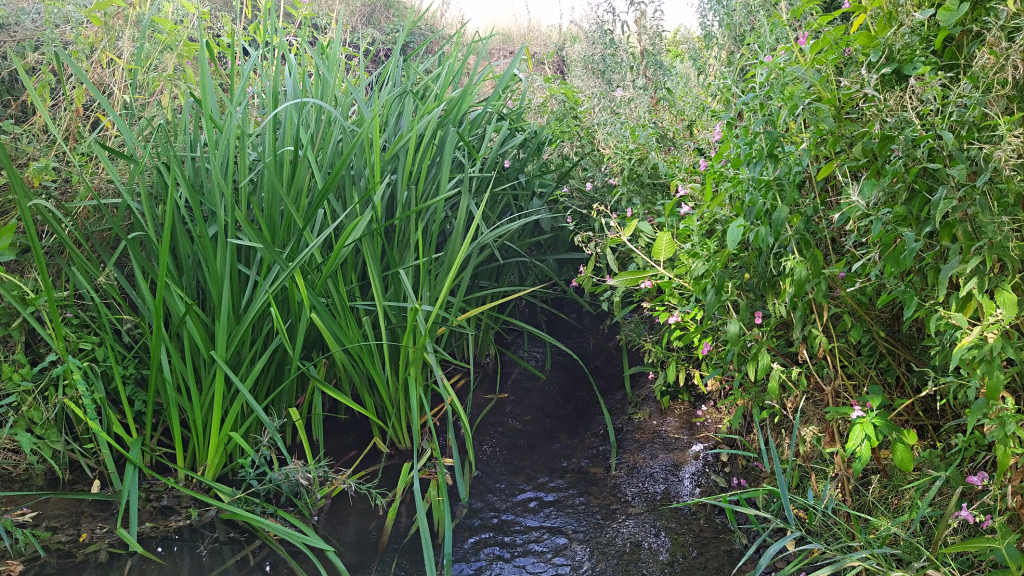 Photo of the Balsam and reeds